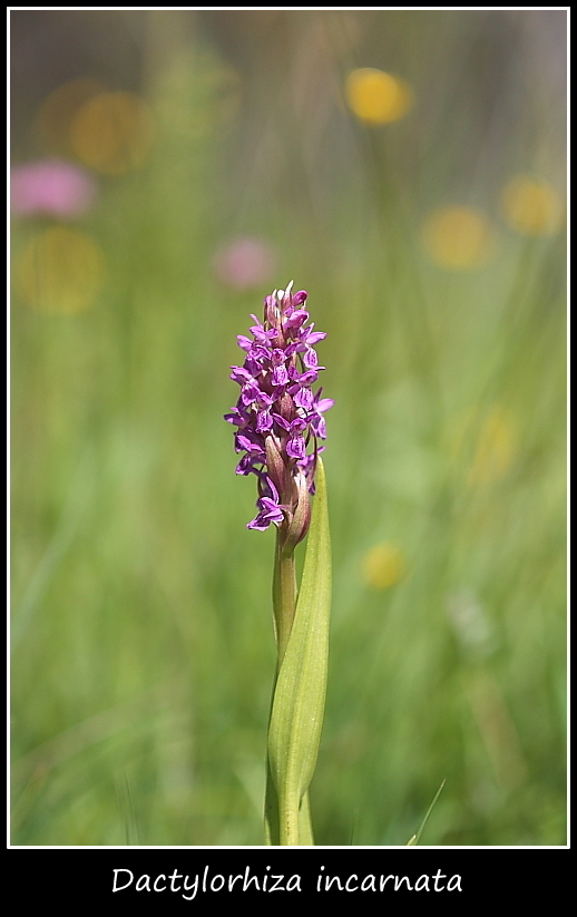 Dactylorhiza incarnata